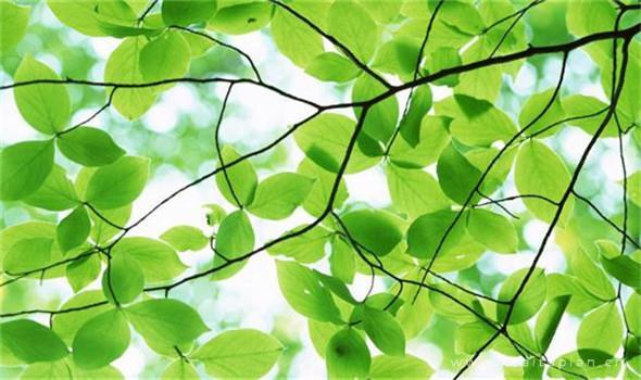 立夏最美图片_立夏图片关于夏天的图片