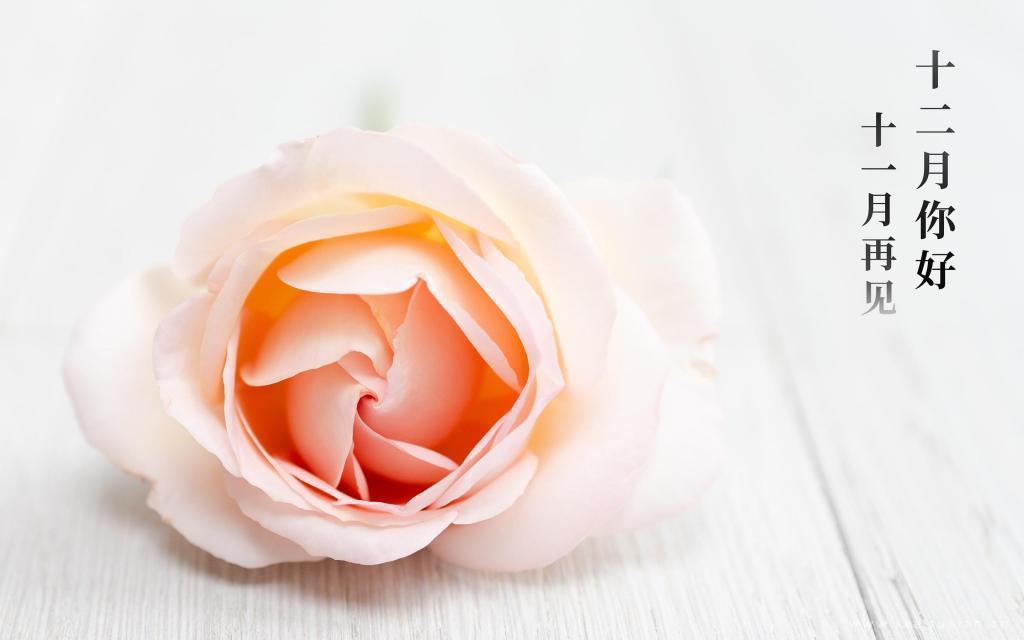 十一月再见，十二月你好|清新淡雅的花卉桌面壁纸图片