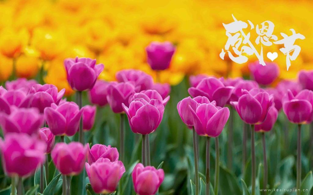 感恩节郁金香花海风景图片