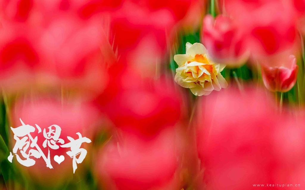 感恩节郁金香花海风景图片