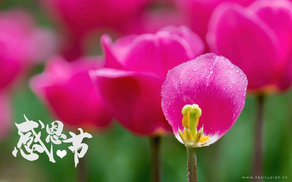 感恩节郁金香花海风景图片