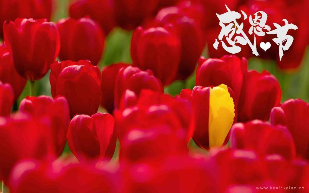 感恩节郁金香花海风景图片