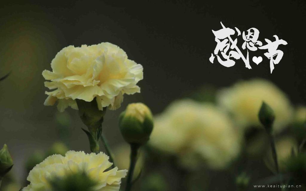 感恩节康乃馨唯美图片