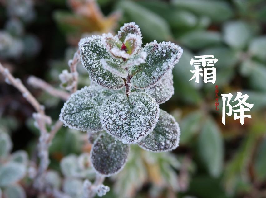 2021年24节气霜降最新海报壁纸图片