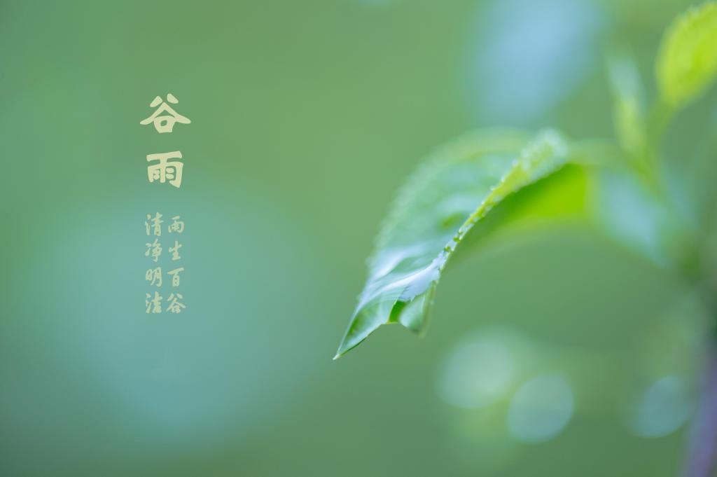 谷雨节气||绿叶上悬挂的露珠唯美清新图片