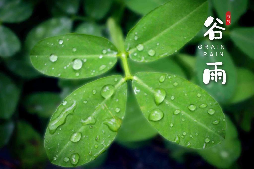 四月节气谷雨||翠绿叶子上的雨滴高清图片