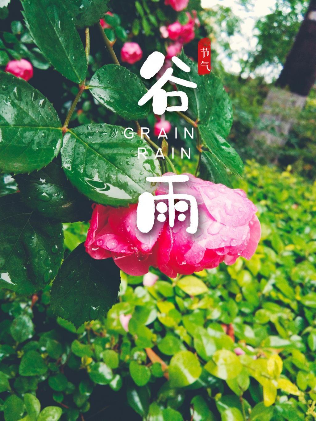 5月节气谷雨精选落满雨滴的粉色花卉图片