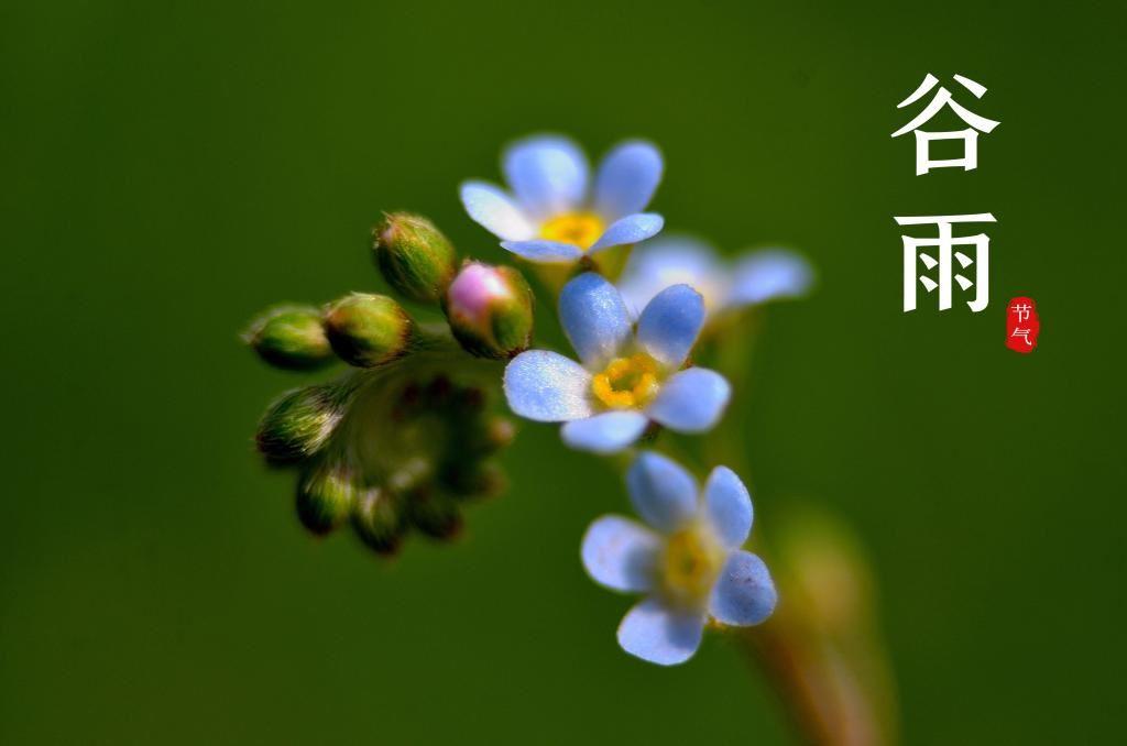 谷雨节气文字精选一半含苞一半盛放的花朵唯美清新图片