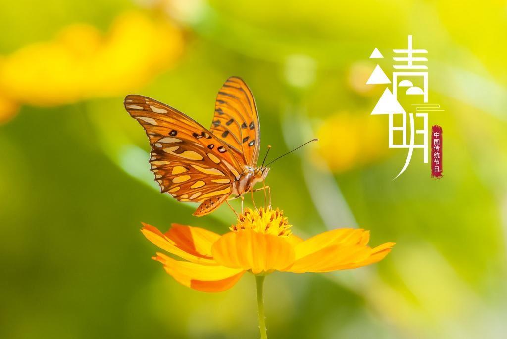 中国传统节日清明节精选黄色花朵上停留采蜜的蝴蝶唯美桌面图片