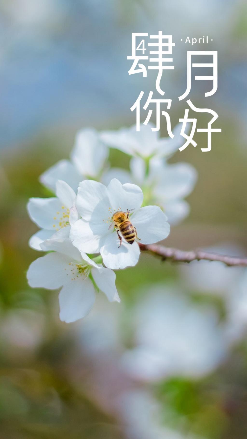 四月你好创意文字精选绽放的花朵上采蜜的蜜蜂图片