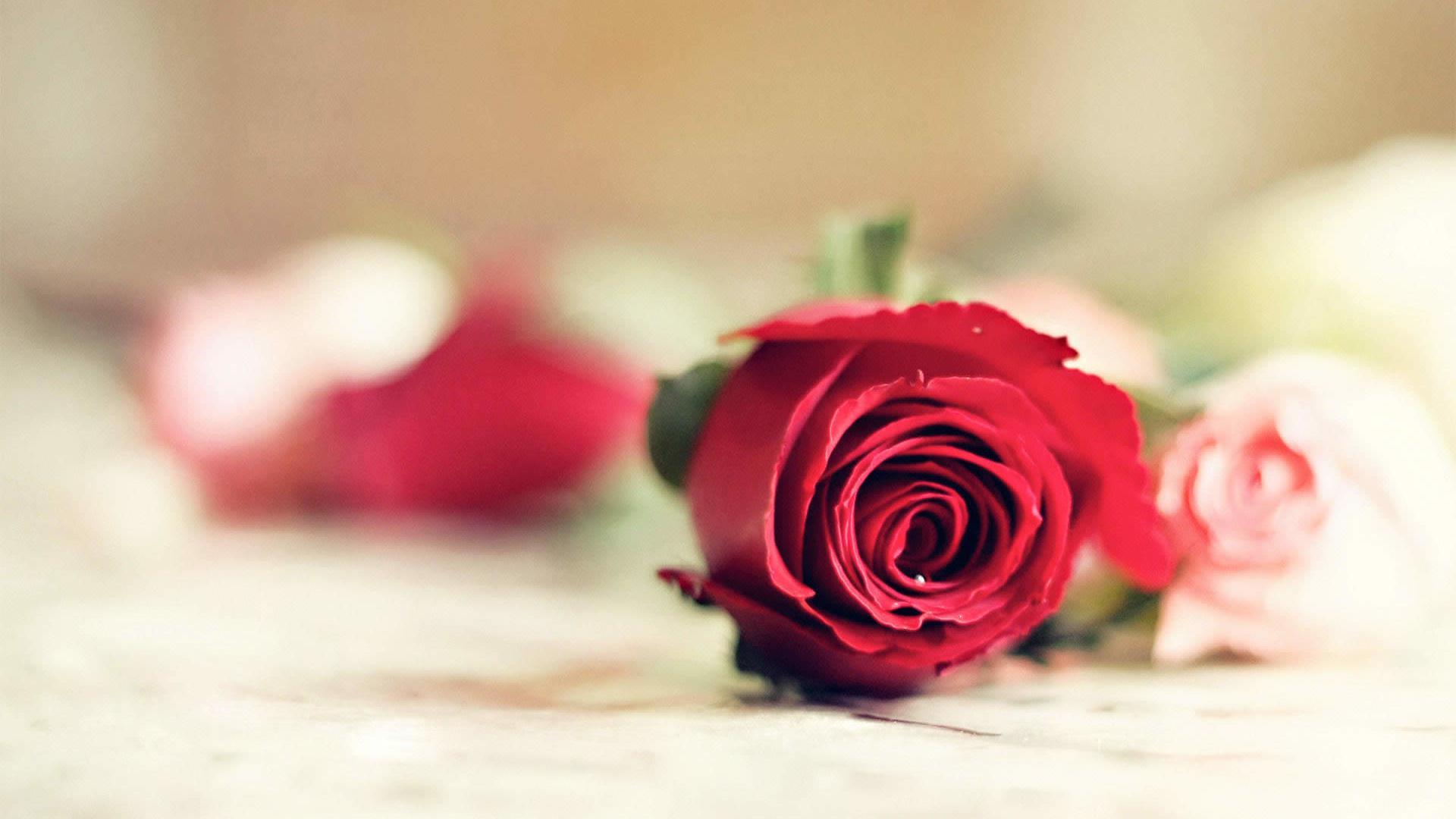 情人节专属红色玫瑰特写高清桌面壁纸图片