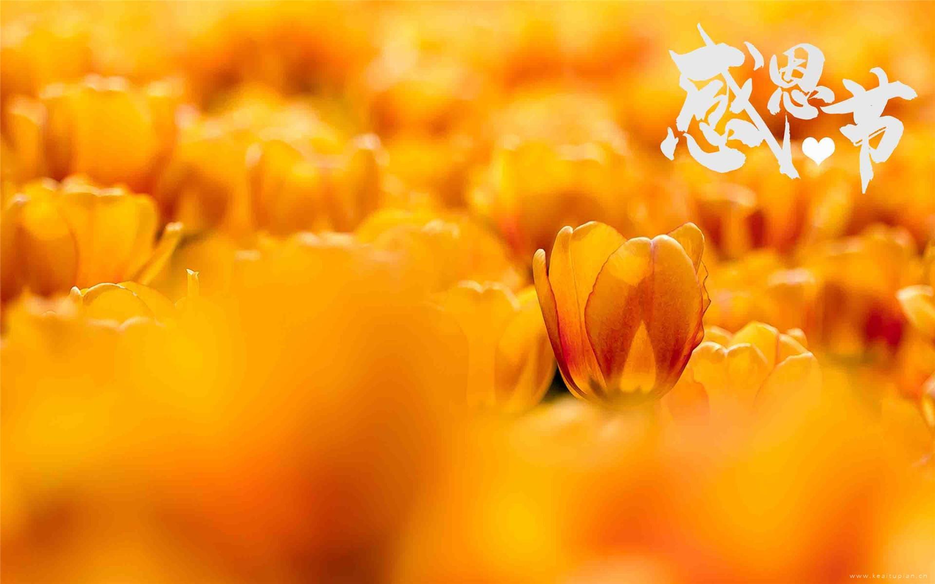 感恩节主题唯美郁金香高清风景壁纸图片