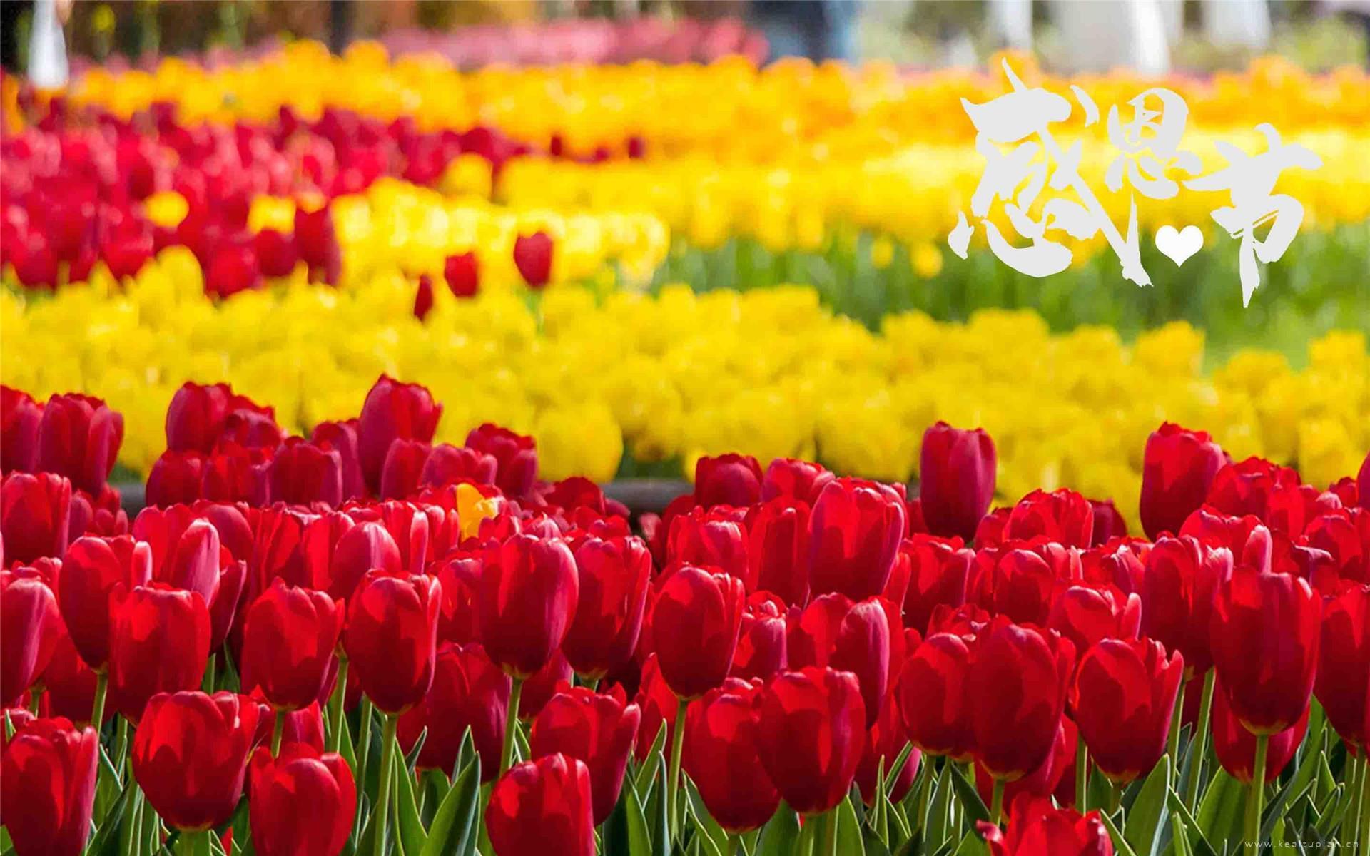 感恩节主题唯美郁金香高清风景壁纸图片