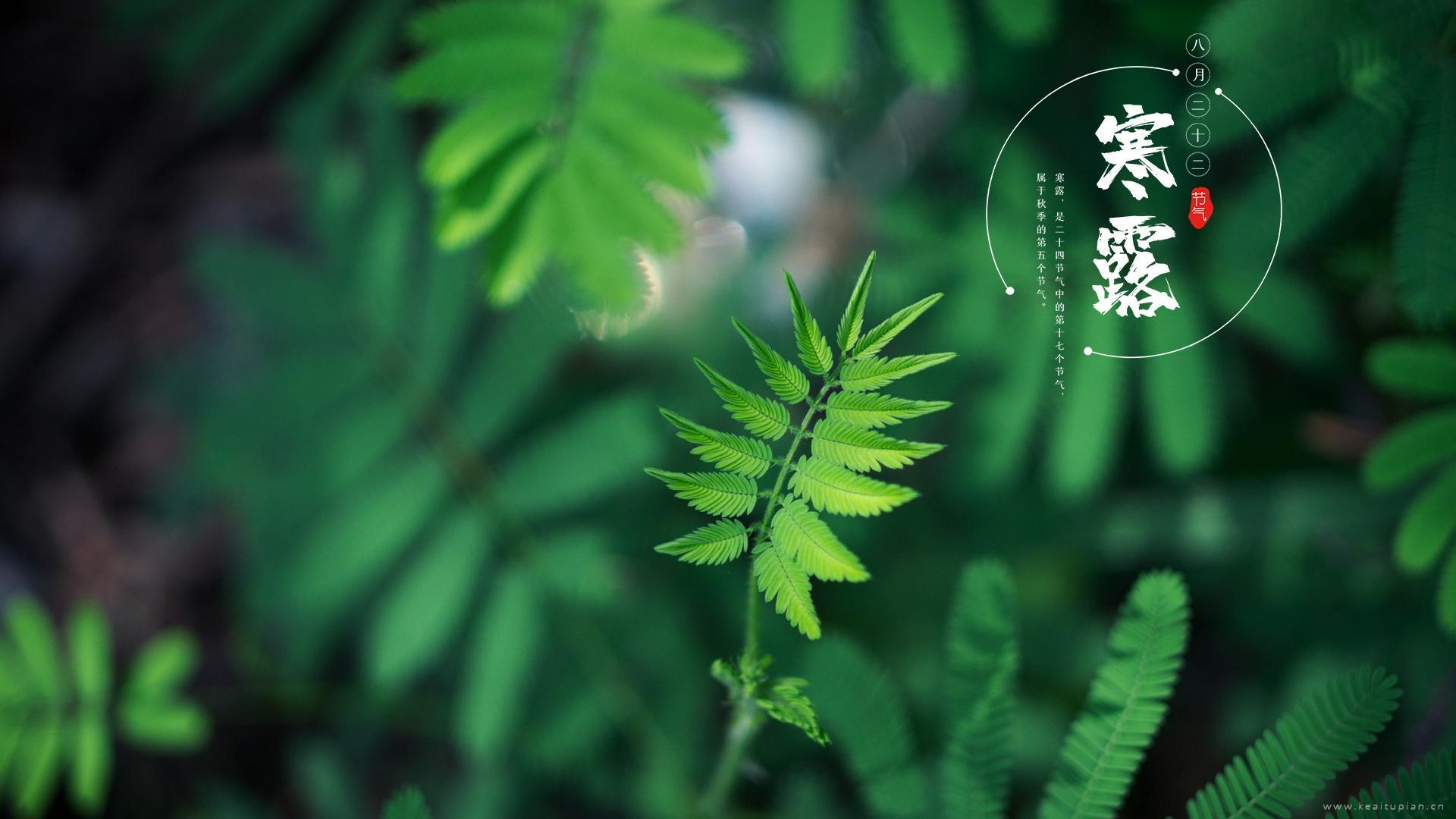 二十四节气寒露清新自然植物风光图片大全