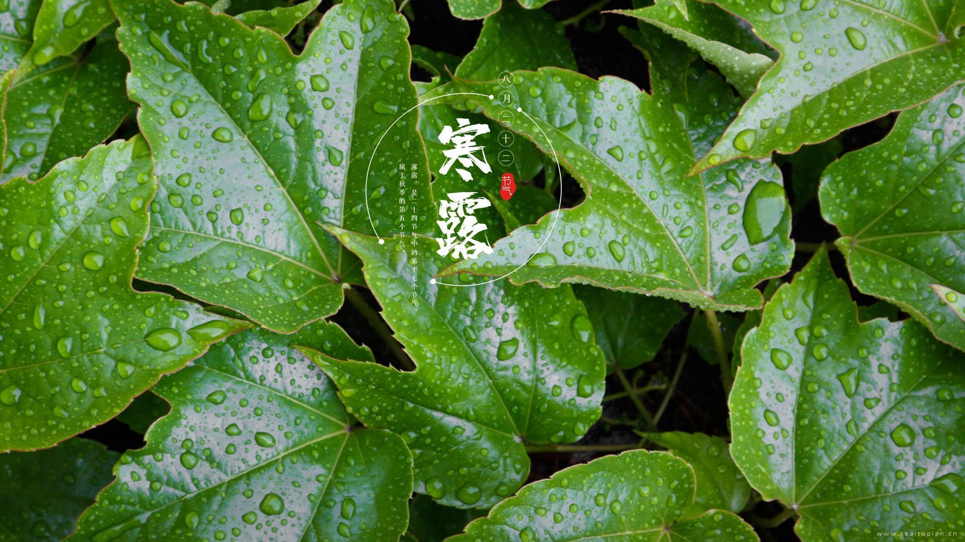 二十四节气寒露清新自然植物风光图片大全