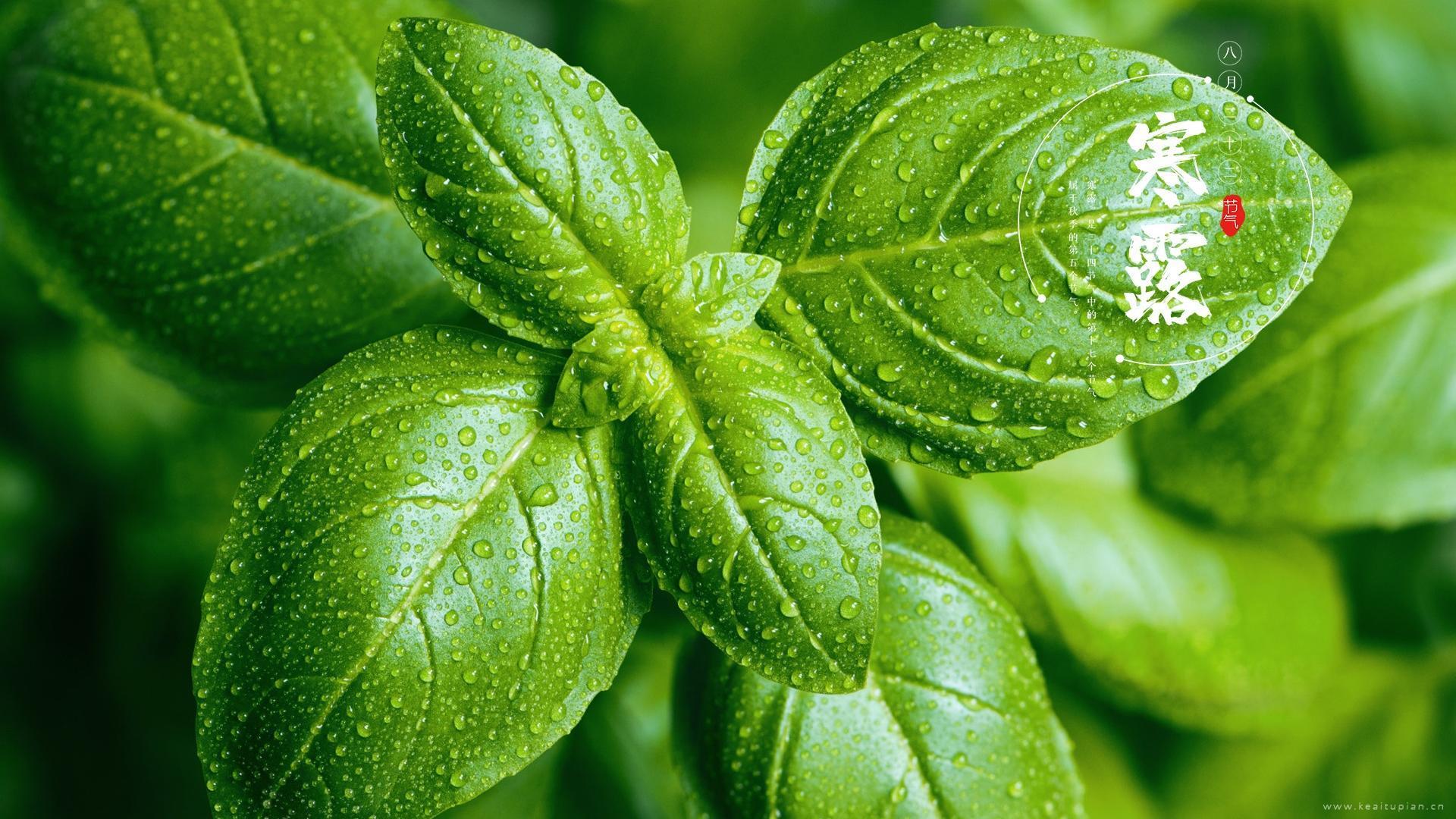 二十四节气寒露清新自然植物风光图片大全