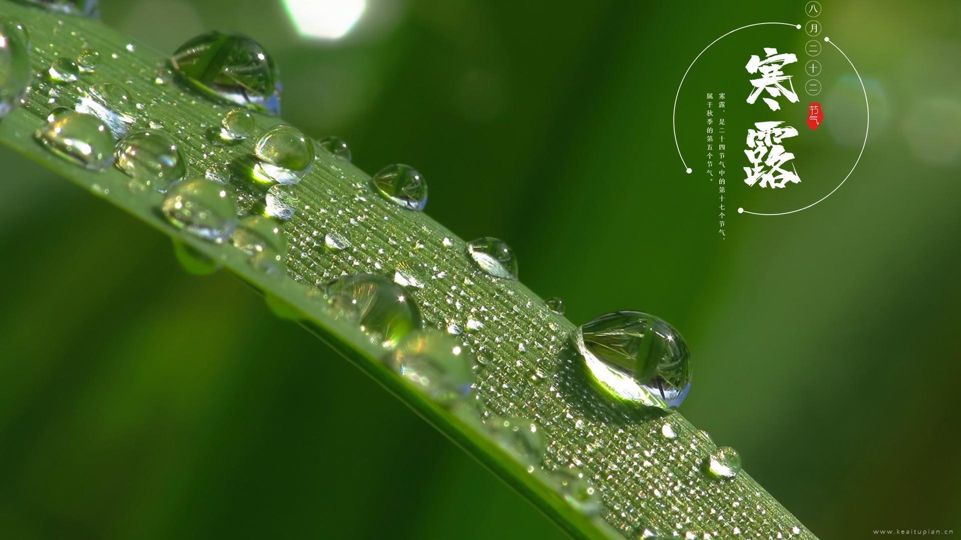 二十四节气寒露清新自然植物风光图片大全