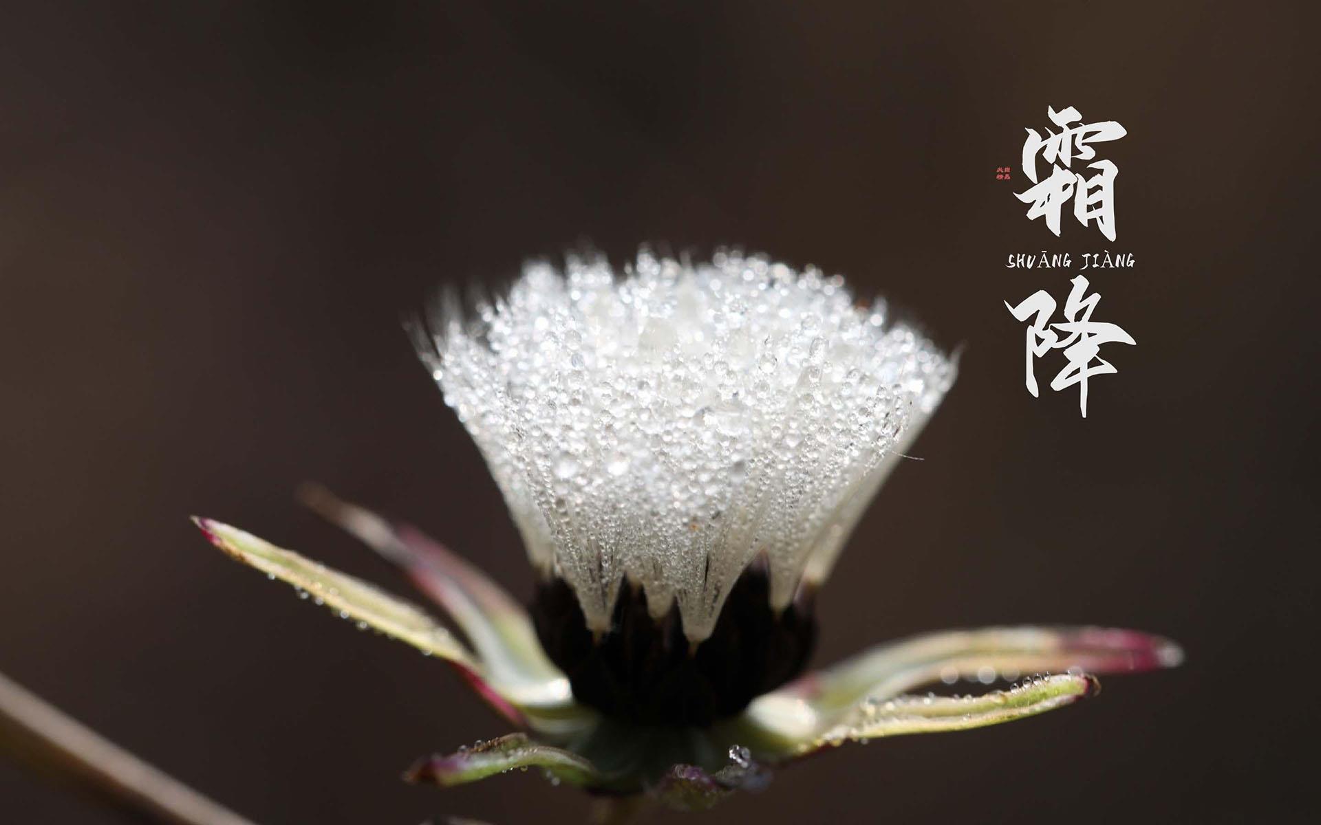 二十四节气霜降唯美植物上凝结的冰霜桌面壁纸图片