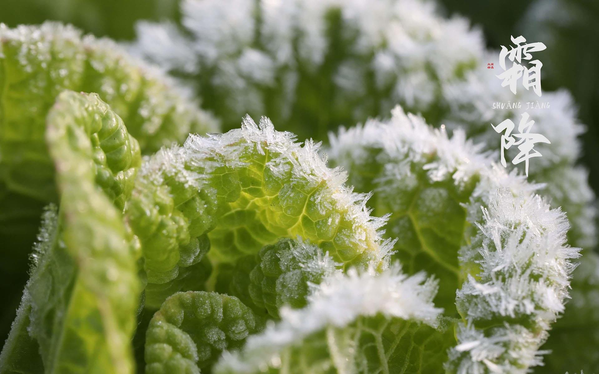 二十四节气霜降唯美植物上凝结的冰霜桌面壁纸图片