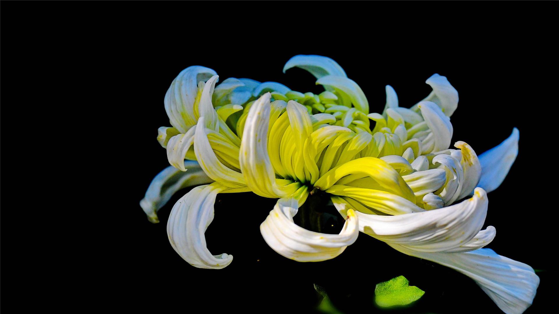 超好看重阳节菊花唯美风景高清桌面壁纸图片