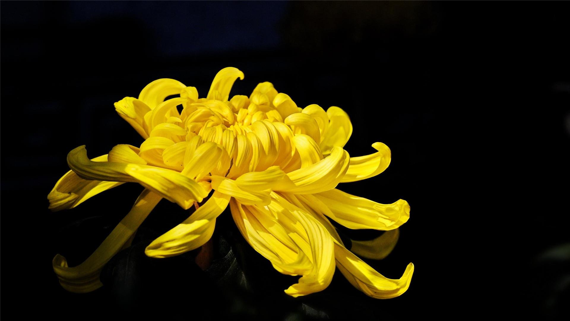 超好看重阳节菊花唯美风景高清桌面壁纸图片