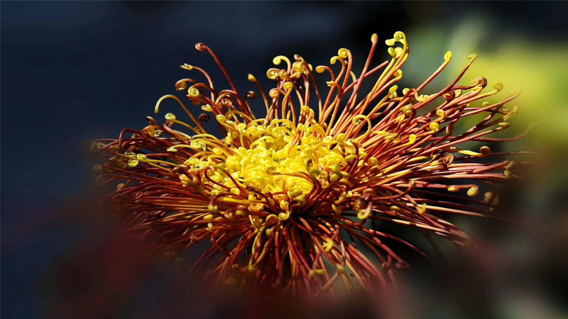 超好看重阳节菊花唯美风景高清桌面壁纸图片