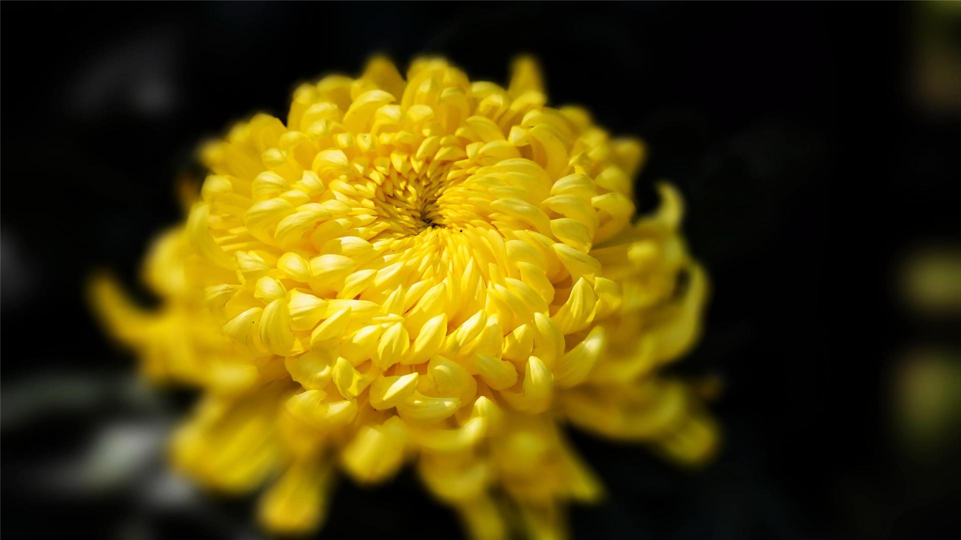 超好看重阳节菊花唯美风景高清桌面壁纸图片