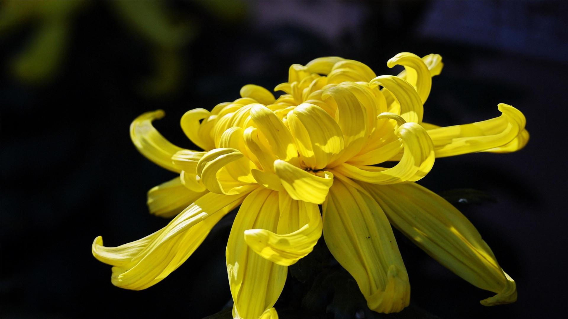 超好看重阳节菊花唯美风景高清桌面壁纸图片