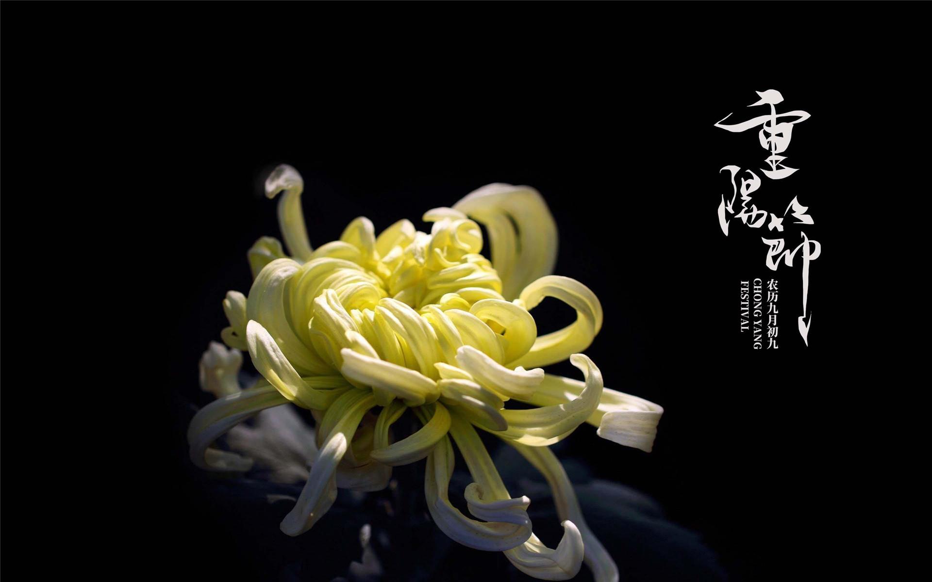 好看的重阳节菊花精美桌面壁纸图片大全