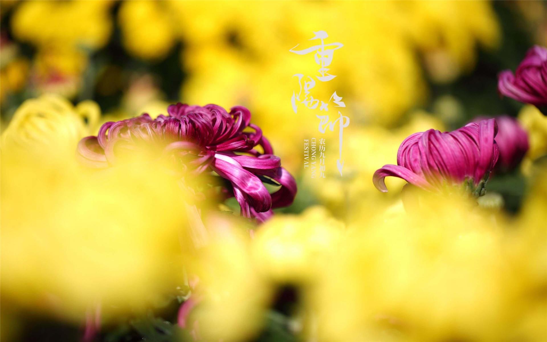 好看的重阳节菊花精美桌面壁纸图片大全