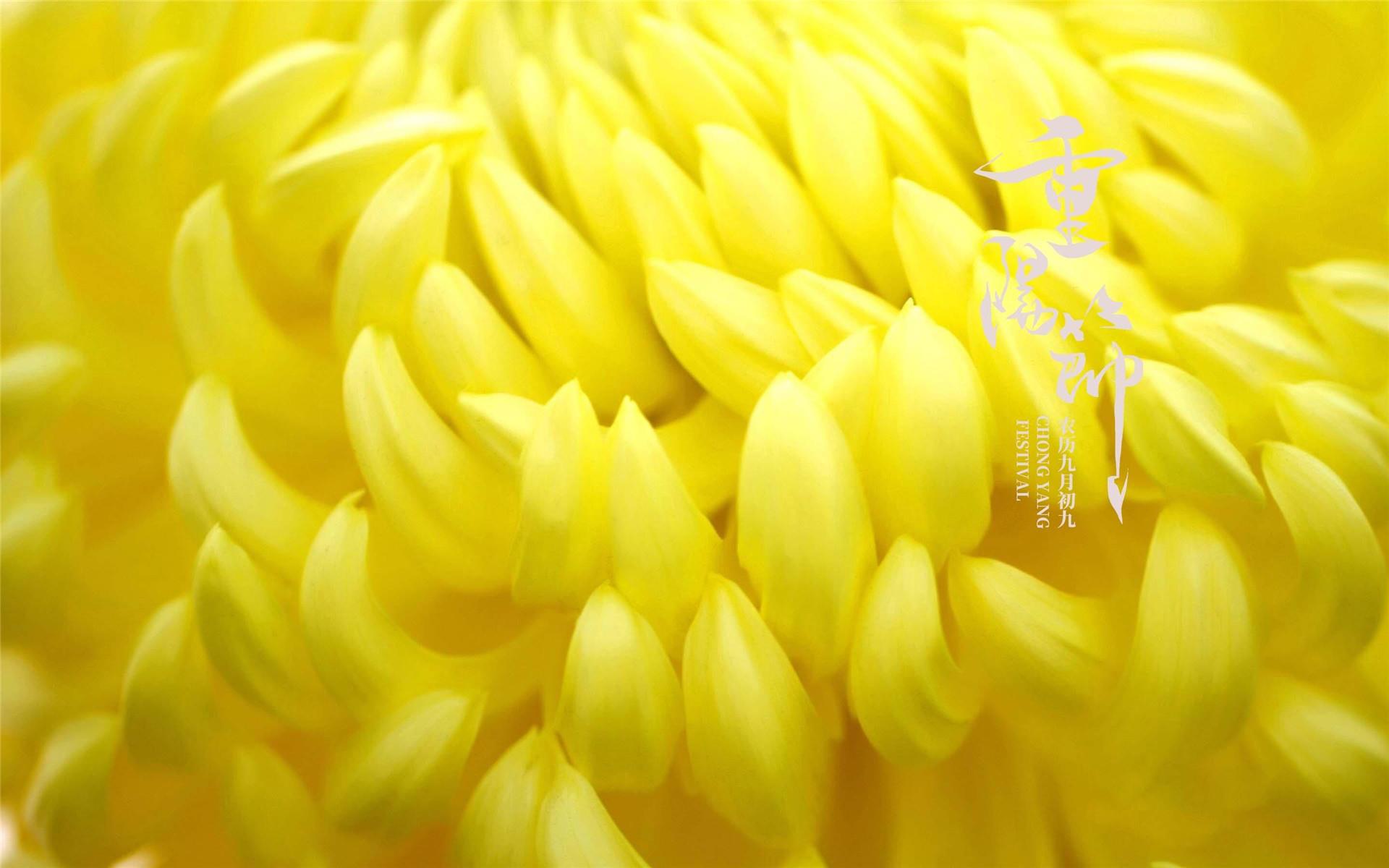 好看的重阳节菊花精美桌面壁纸图片大全