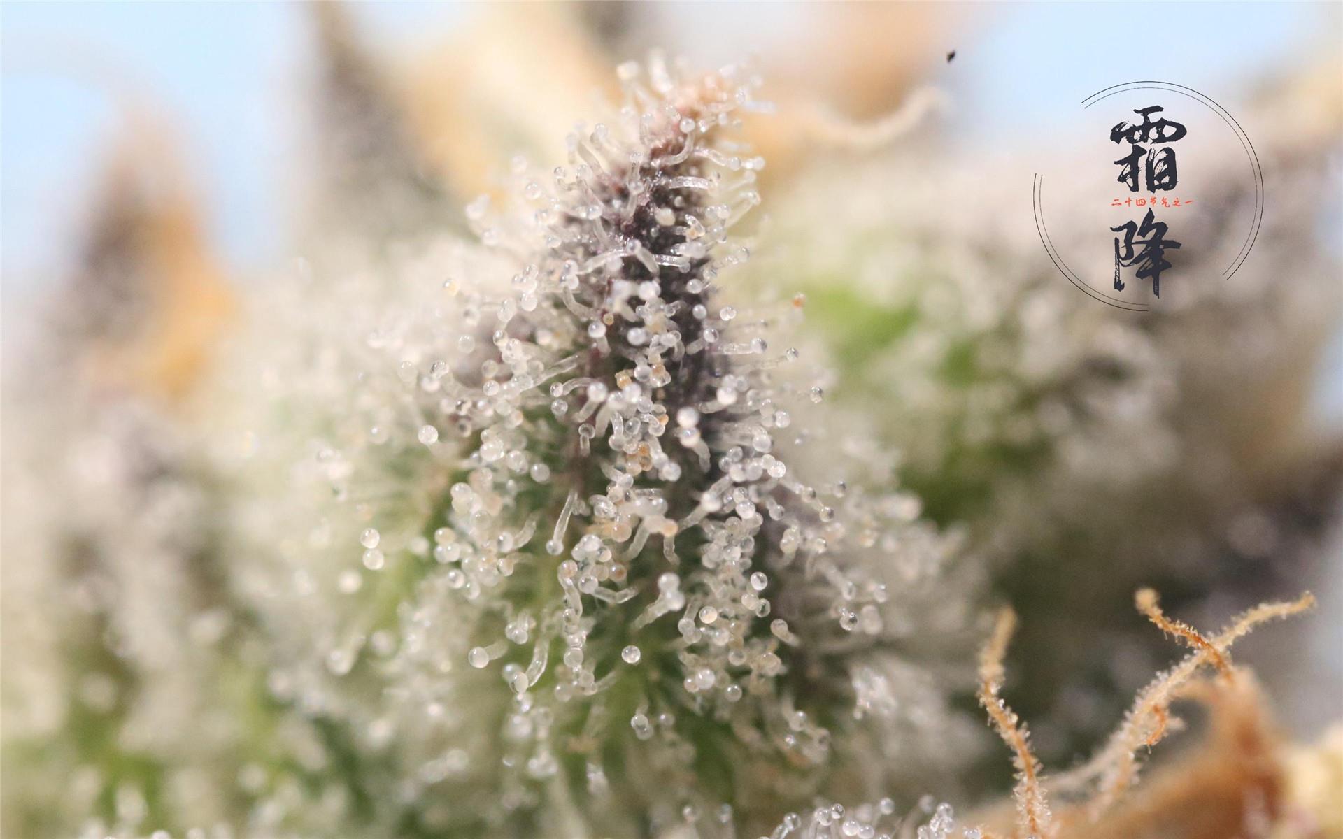 好看霜降唯美风景超清桌面壁纸图片