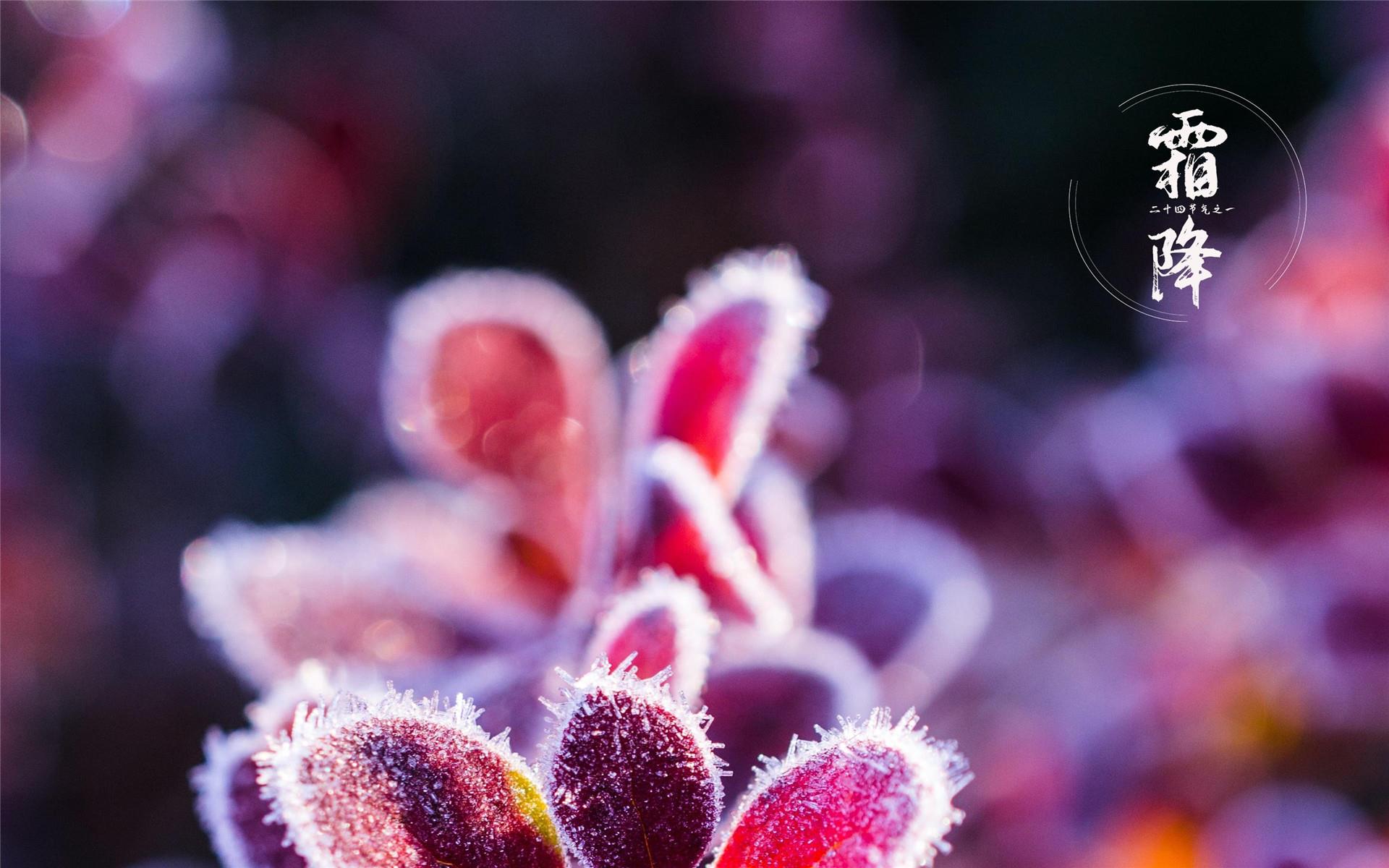 好看霜降唯美风景超清桌面壁纸图片