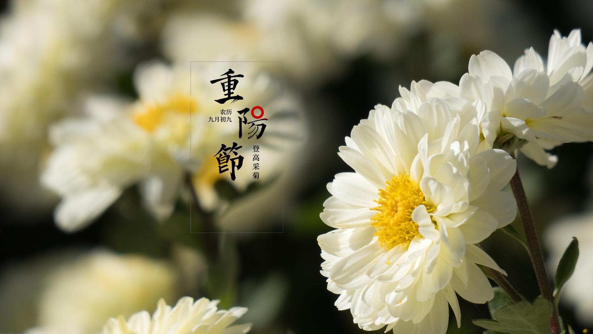 重阳节菊花特写高清电脑桌面壁纸图片