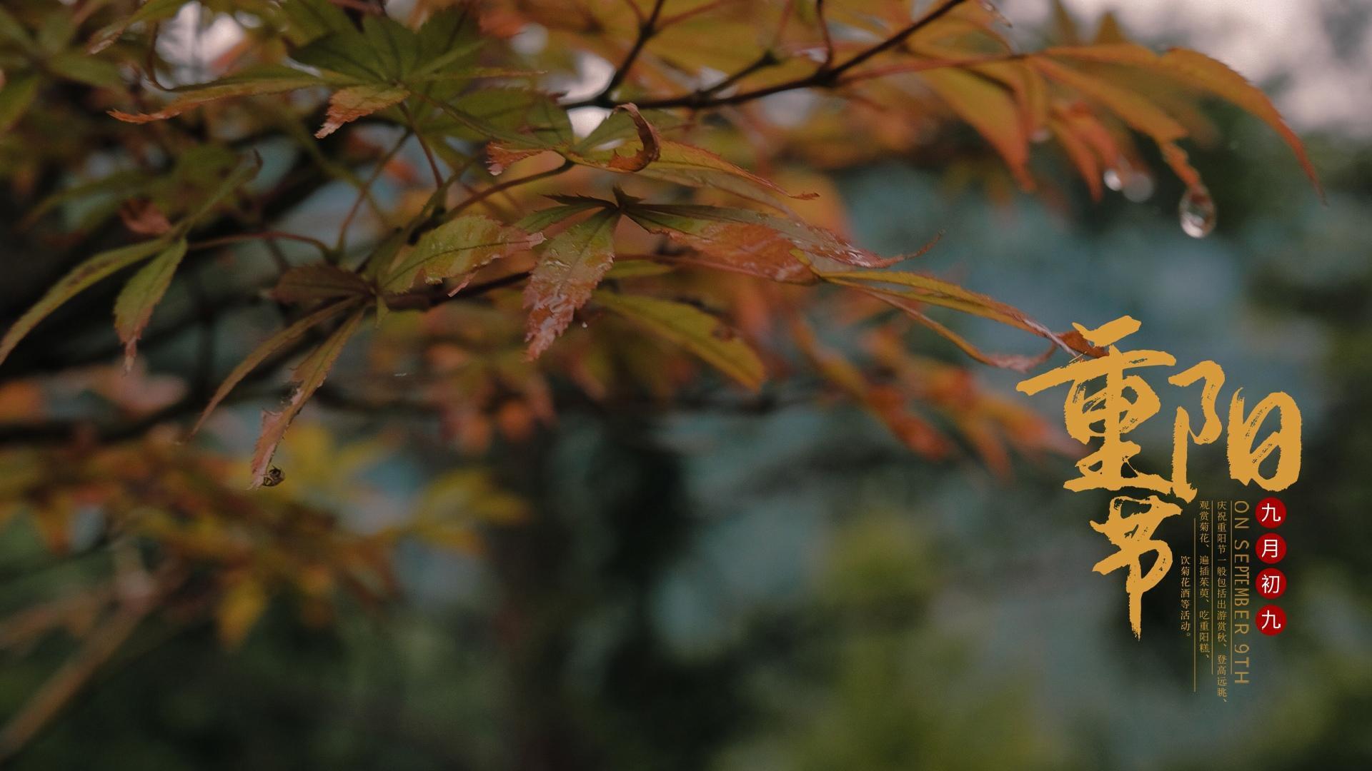 秋季雨天的枫叶重阳节桌面壁纸图片