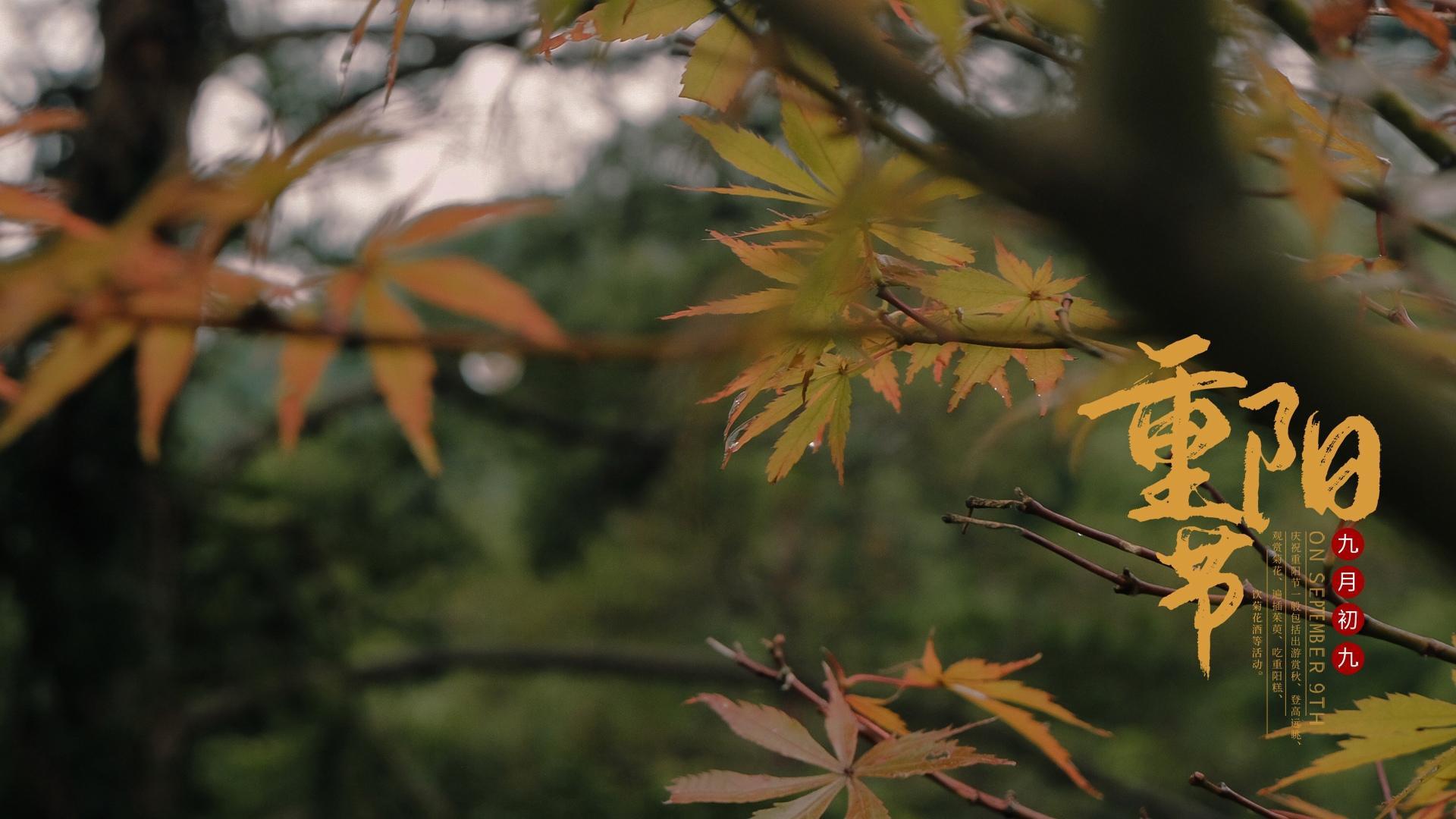 秋季雨天的枫叶重阳节桌面壁纸图片