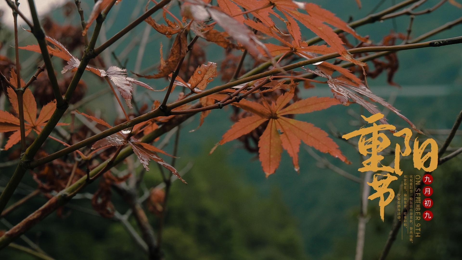 秋季雨天的枫叶重阳节桌面壁纸图片