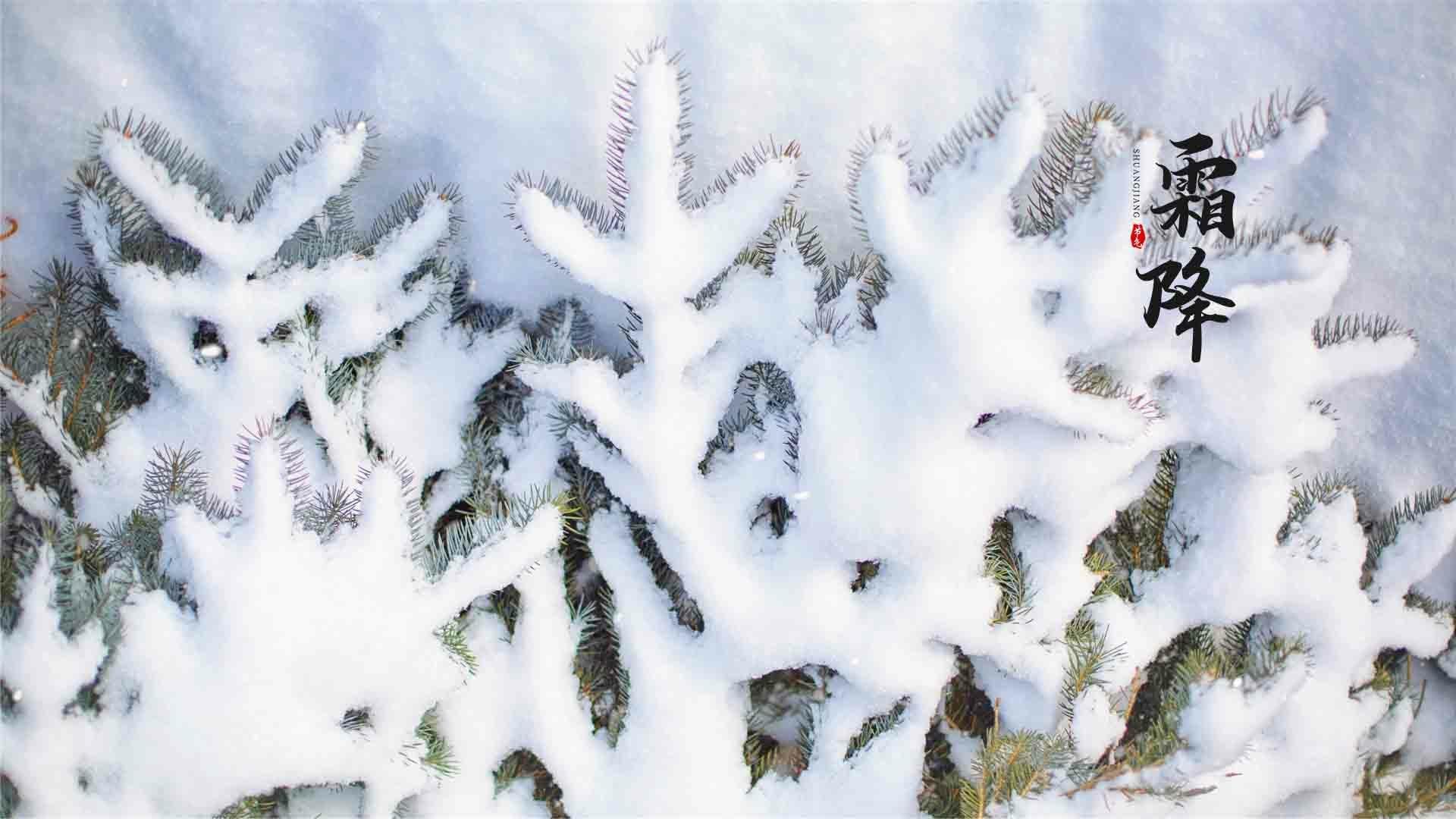 24节气霜降时节之落满冰霜的植物桌面壁纸图片