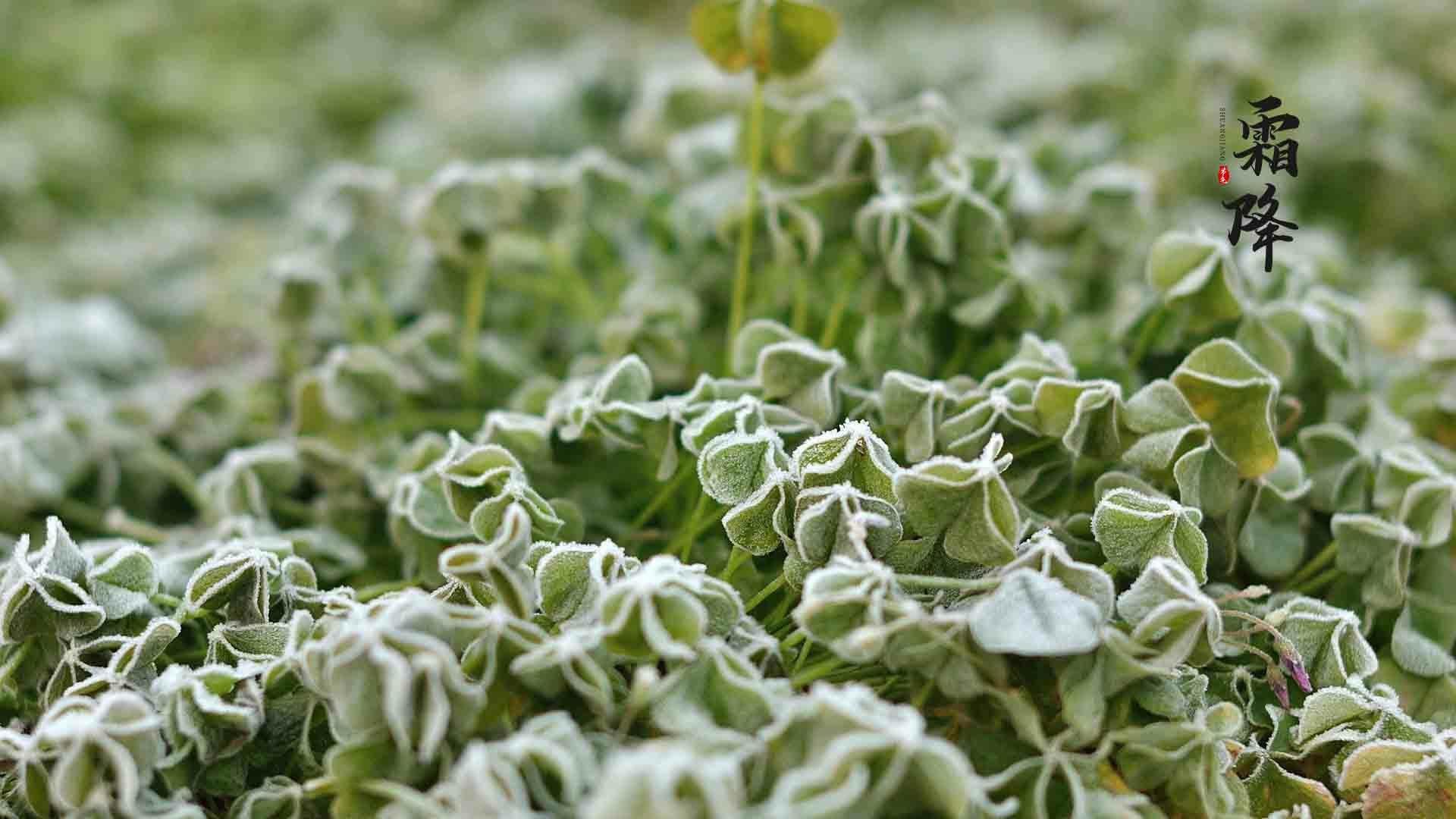 24节气霜降时节之落满冰霜的植物桌面壁纸图片