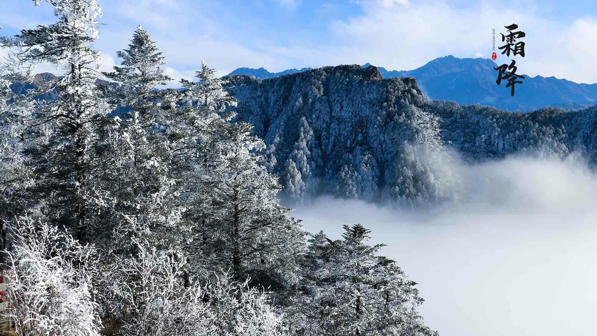 24节气霜降时节之落满冰霜的植物桌面壁纸图片