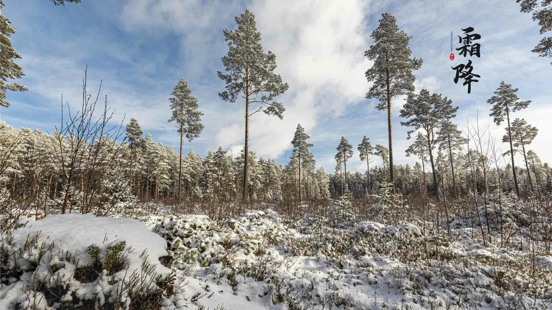 24节气霜降时节之落满冰霜的植物桌面壁纸图片