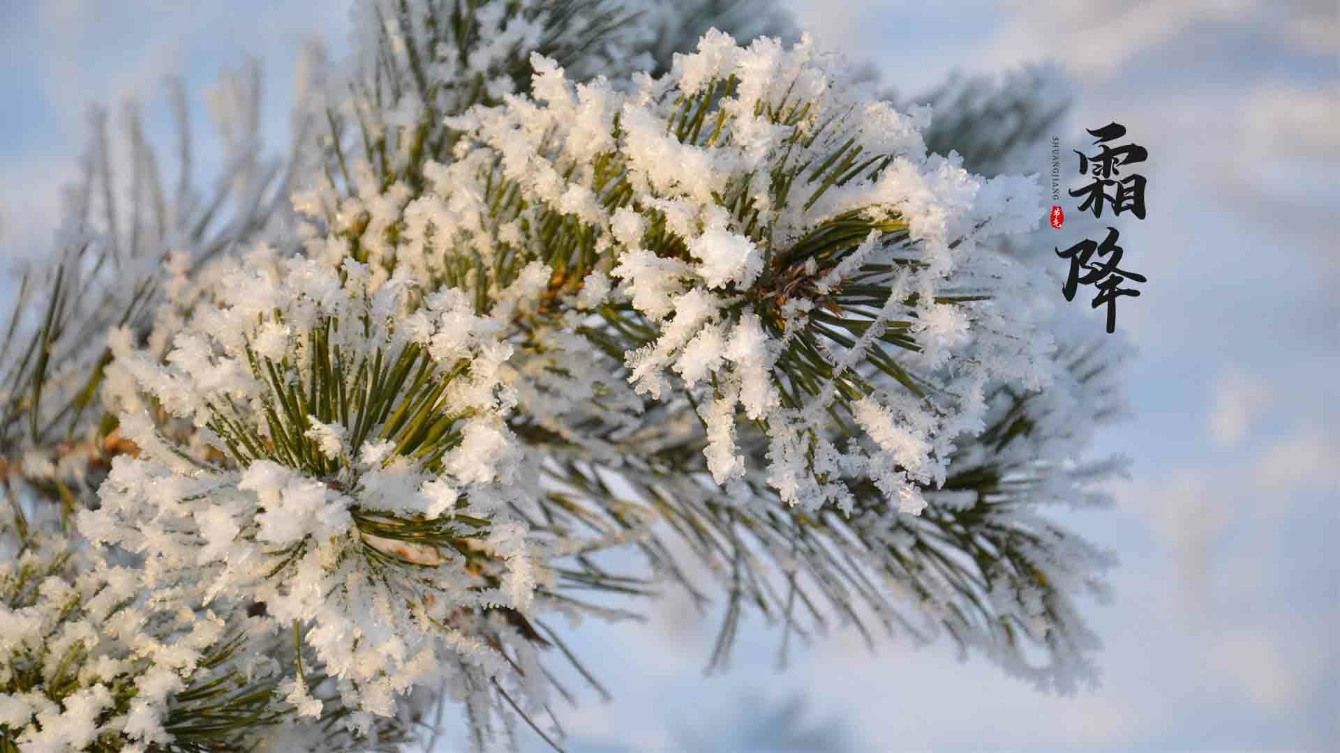 24节气霜降时节之落满冰霜的植物桌面壁纸图片