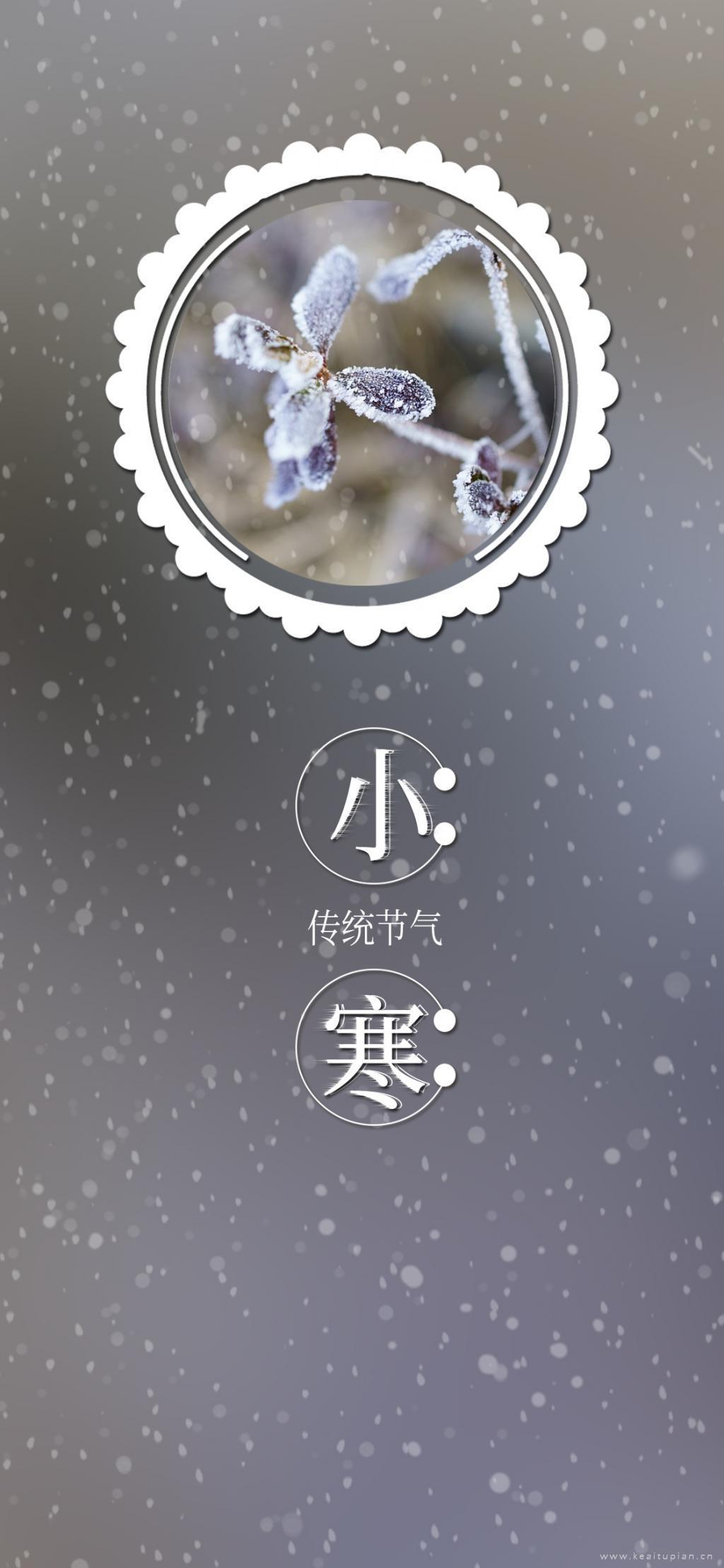 小寒时节植物飘雪结霜高清图