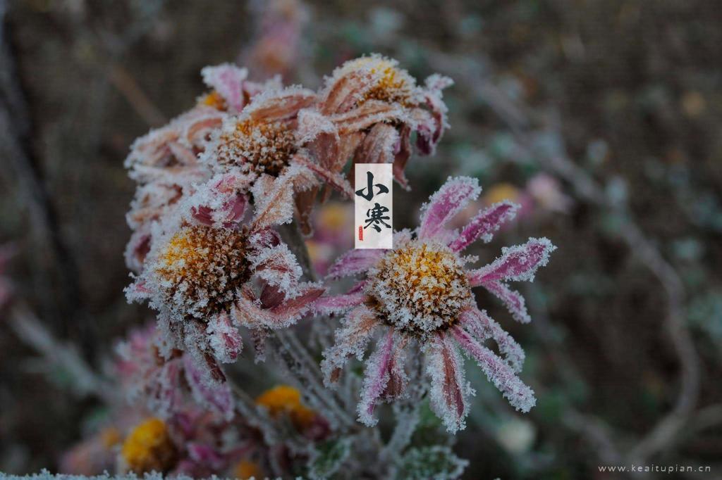 精选2021邂逅节气冰雪小寒高清壁纸图片