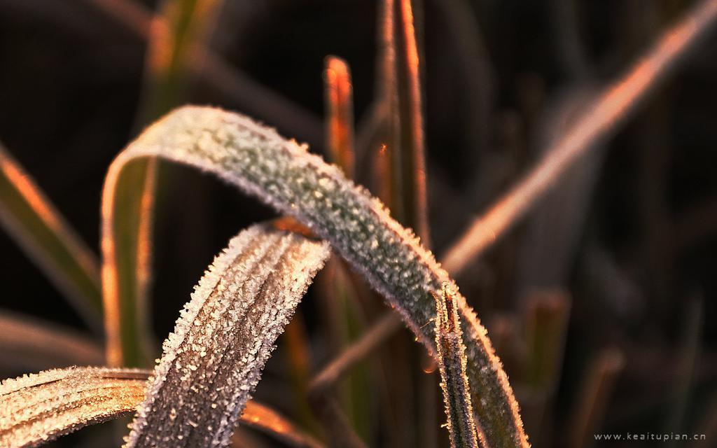 二十四节气之霜降精选落满冰霜的植物图片