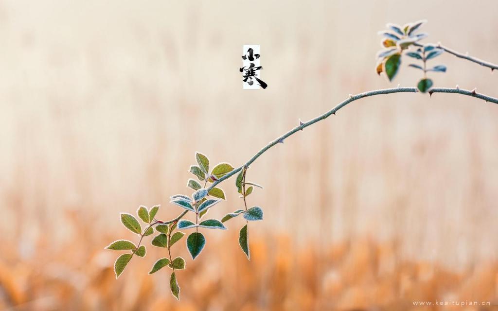 小寒节气唯美植物高清桌面壁纸图片大全
