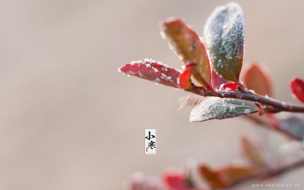 小寒节气唯美植物高清桌面壁纸图片大全