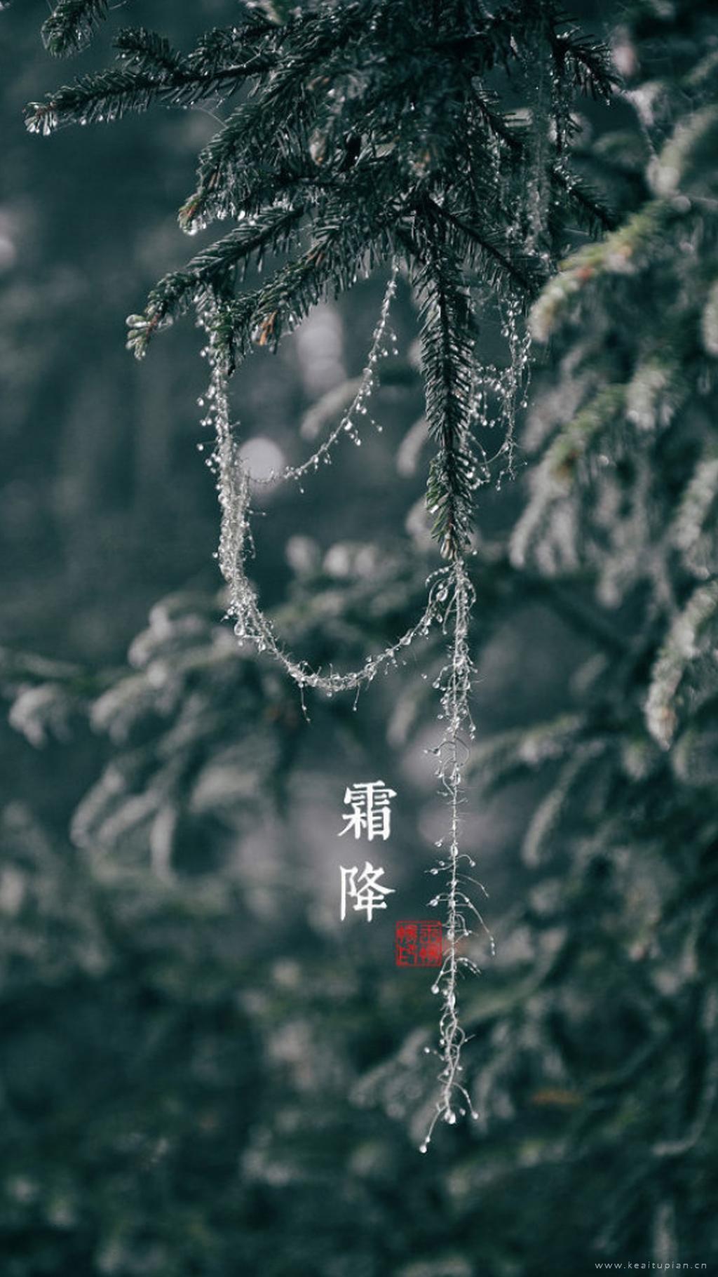 高清唯美的绿松挂银帘二十四节气霜降图片