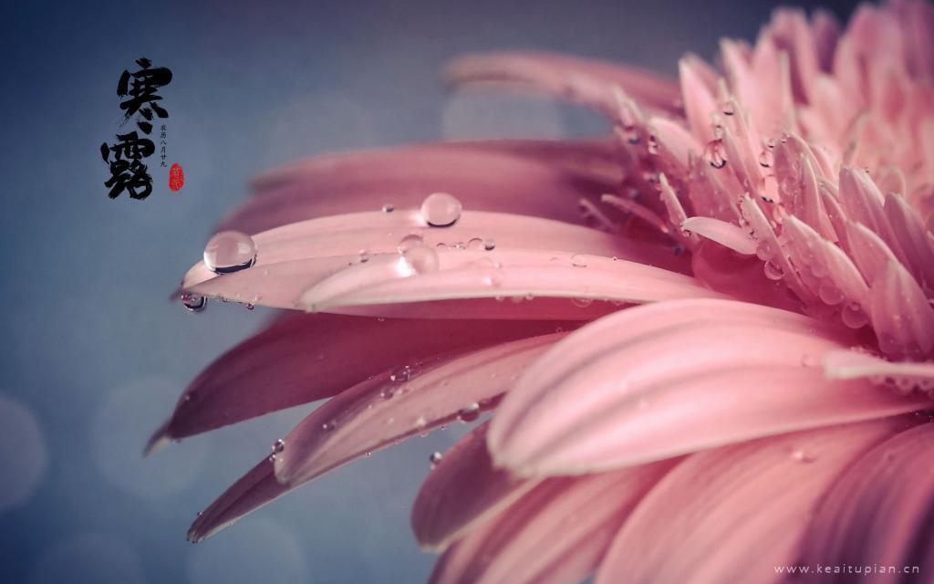 晶莹剔透的露珠唯美高清二十四节气之寒露图片