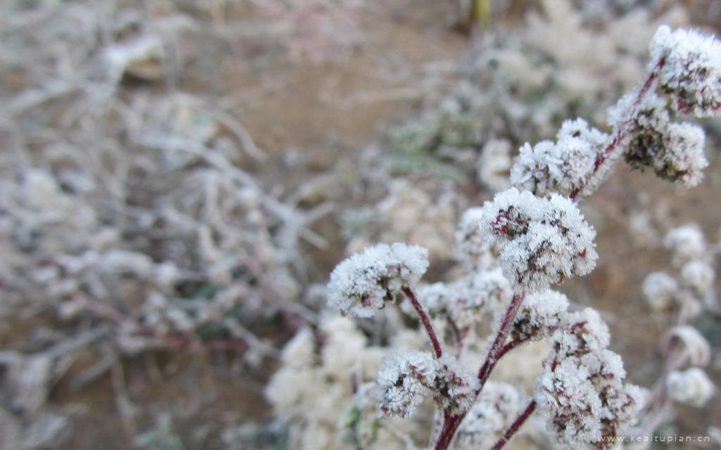 霜降节气植物结霜唯美桌面壁纸图片